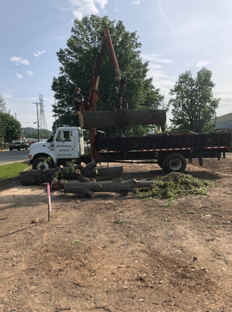 Large Tree on Truck