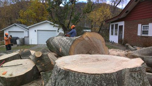 Man Chainsaw A Large Tree Trunk
