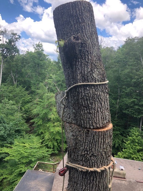 Tree Removal Technique