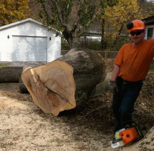 Man Standing Beside The Cut Tree Trunk