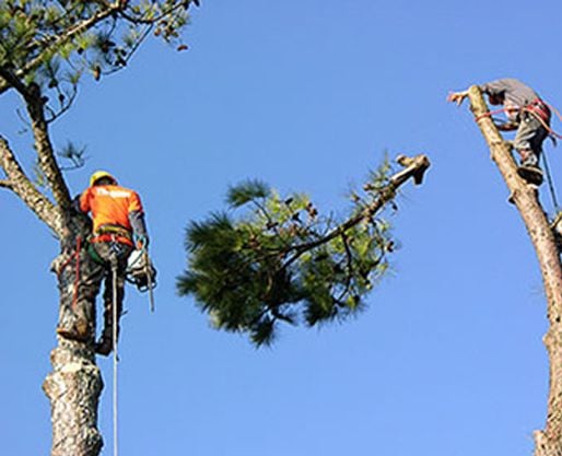 Men Trimming Trees