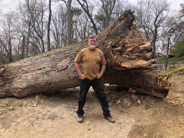 Man Showing ALarge Old Tree Trunk